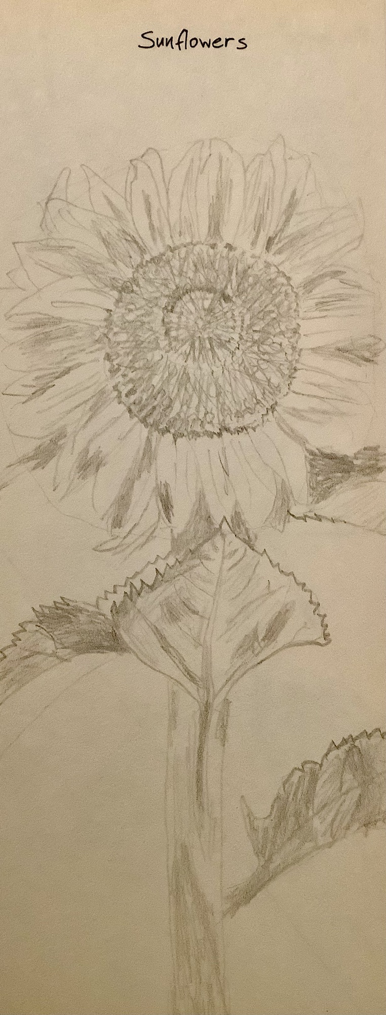 A pencil sketch of sunflower.